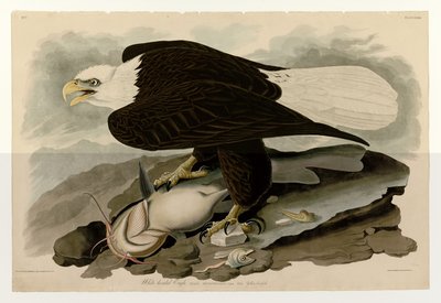 Plate 31 of Birds of America by John James Audubon Depicting White-headed Eagle by John James Audubon